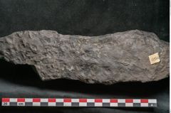 Foto (Detailansicht) von Stigmaria sp.  (NHMW-GEO-2024-0188-11251)